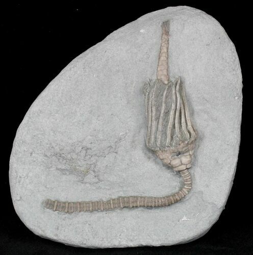 Macrocrinus Crinoid With Preserved Anal Tube - Indiana #22770